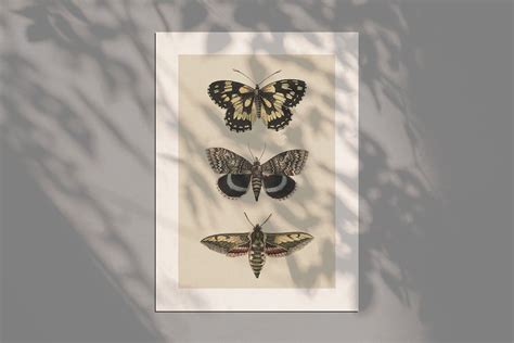 Butterflies And Moths Vintage Graphics Vintage Graphics Vintage