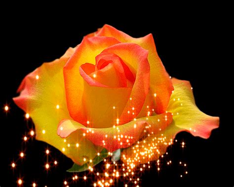 Decent Image Scraps: Rose Animation