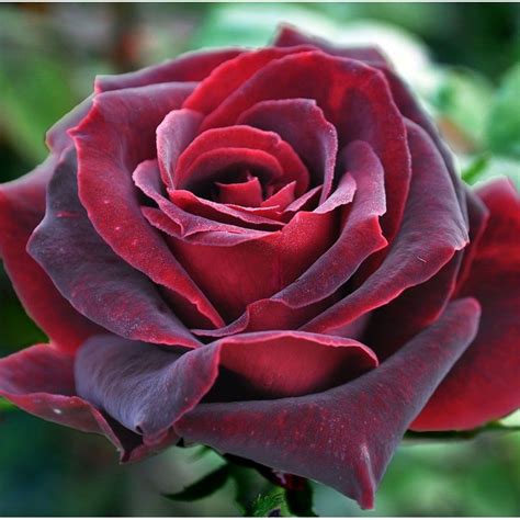 Black Pearl Hybrid Tea Roses Rose Varieties Heirloom Roses