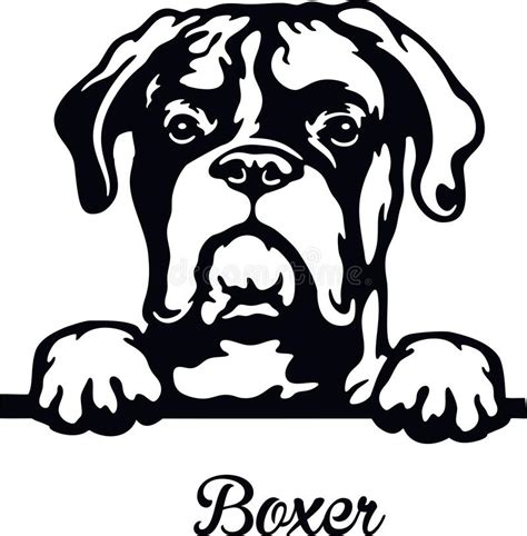 Boxer Peeking Dog Head Isolated On White Stock Vector Illustration