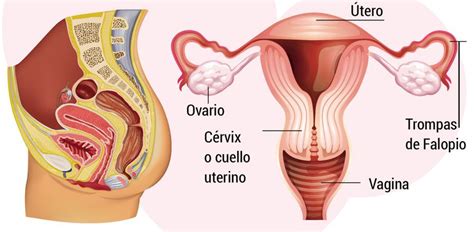 Aparato Reproductor Femenino Escolar Abc Color