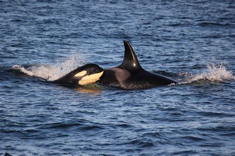 Killer Orca Whale Watching Seattle To San Juan Islands