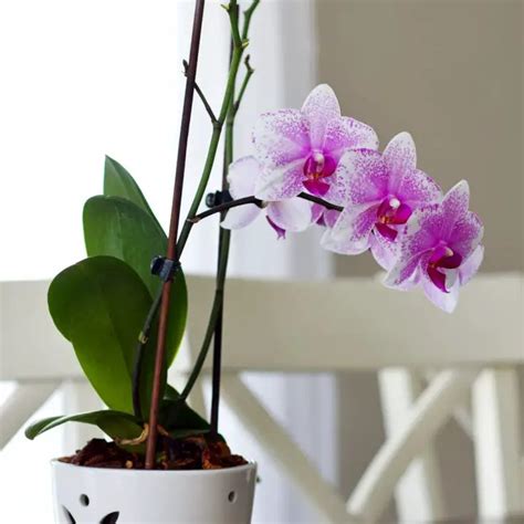 Indoor Orchid Care For Beginners The Contented Plant