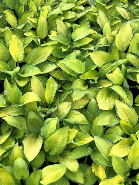 Buy Gold Standard Hosta Plants Online Stadler Nurseries