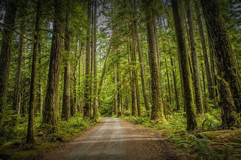 Dirt Road Through A Rain Forest On Vancouver Island Photograph By