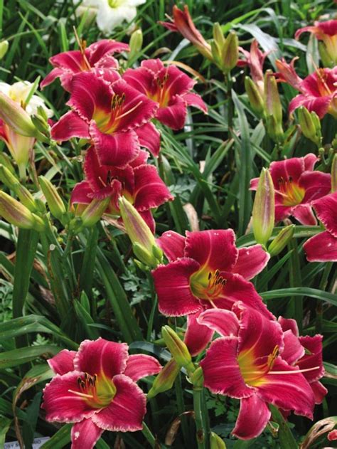 Daylily Varieties Daylily Photos Day Lilies Beautiful Flowers