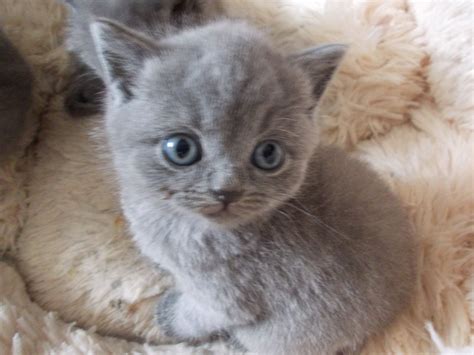 British Shorthair Kittens And Cats For Adoption Pets4homes British