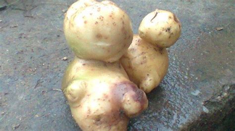 Darwin Was Right Potatoes Trying To Evolve Into Human Being
