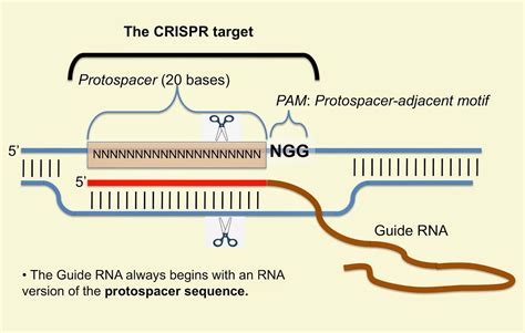 Crispr Cas Diagram Vrogue Co