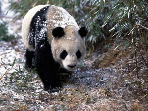 Giant Panda Wallpapers Top Free Giant Panda Backgrounds Wallpaperaccess