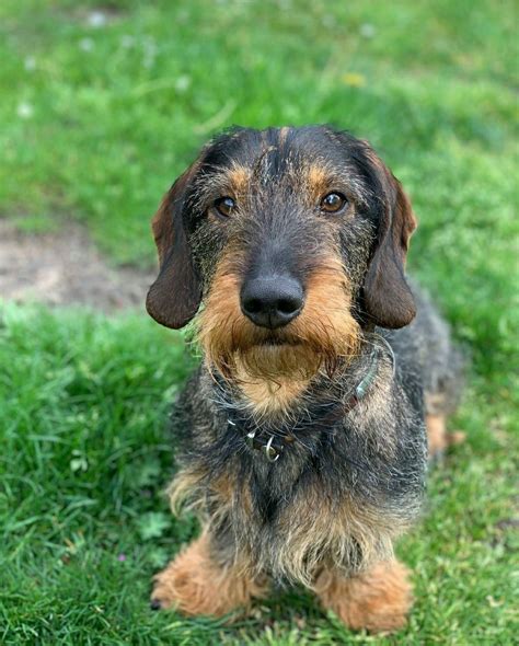 Wire Haired Dachshund For Sale London Zoe Haircut