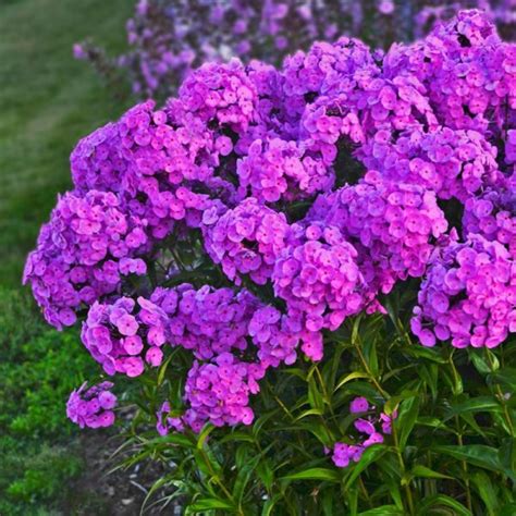 Phlox Fashionably Early Flamingo Moss Greenhouses