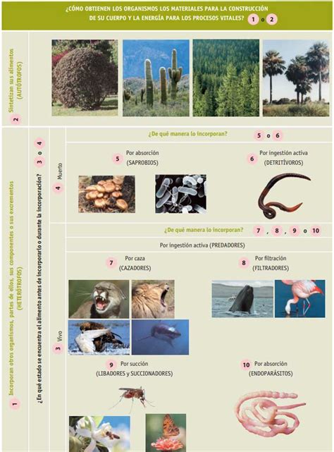 Heterótrofos Qué Organismos Son Nutrición Clasificación Ejemplos