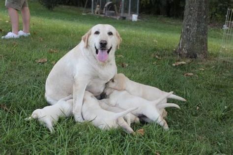 Akc Registered 6 Year Old Yellow Labrador Female For Sale In Augusta
