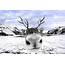Wild Reindeer Foil Wind Farm Plan In Southern Norway  Dark Horse News