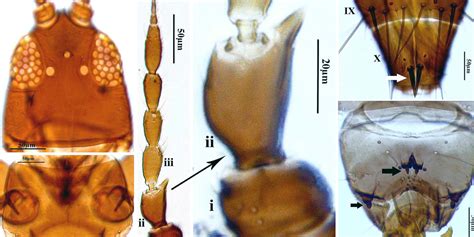 A Newly Recorded Species Of The Genus Limothrips Thysanoptera