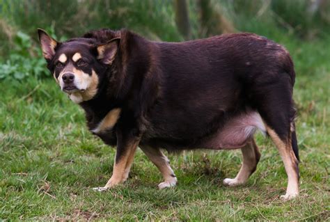 Britains Fattest Dog Hattie The Fattie Has Finally Been Rehomed After