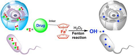 Pharmaceutics Free Full Text Ferrocene Based Drugs Delivery