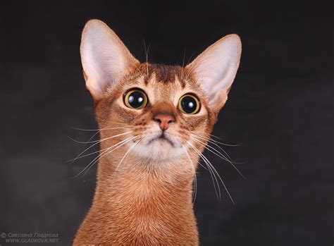 Abyssinian Cat Pictures Abyssinian Cat