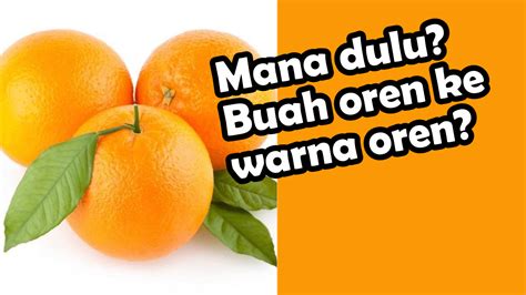 Ini adalah ciri tunas buah naga oren, kuning dan hitam.tunas ini di pesan teman yang ada di luar pulau.kelebihan dari tunas ini warna buah oren. Warna Oren Sebab Buah Oren atau Buah Oren dari Warna Oren ...