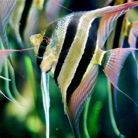 Can You Breed Altum Angelfish Diy Seattle