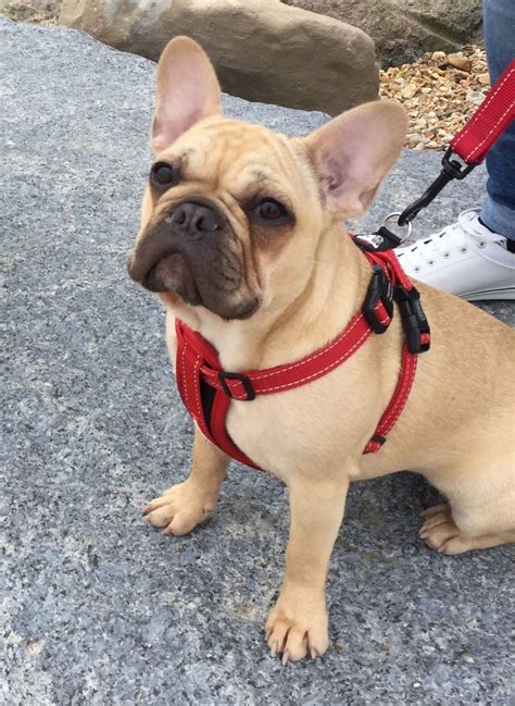 Enter your email address to receive alerts when we have new listings available for female french bulldog puppies for sale. Female French Bulldog for sale | Southampton, Hampshire ...