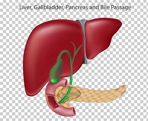 Liver And Gallbladder Pancreas Bile Duct Png Clipart Free Png Download