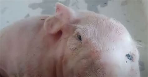 Phenomenal Two Headed Pig Shocked The Internet Video Daily News