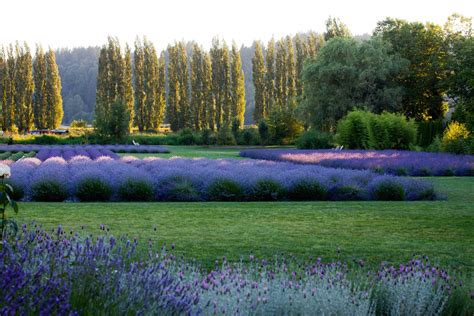 Wedding And Event Venue Photo Gallery Woodinville Lavender