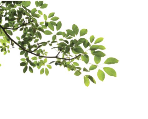 Free Branch With Leaves Png Download Free Branch With Leaves Png Png