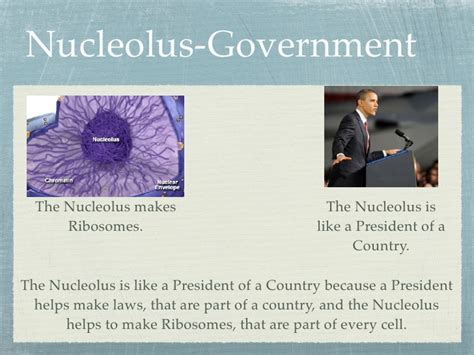 The nucleus, which we just described above, and the cytoplasm, which is, well, everything else. Animal Cell comparison book