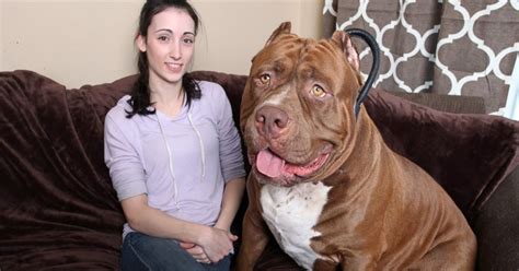 We upload a new incredible video every weekday. Meet The Hulk, The World's Biggest Pitbull