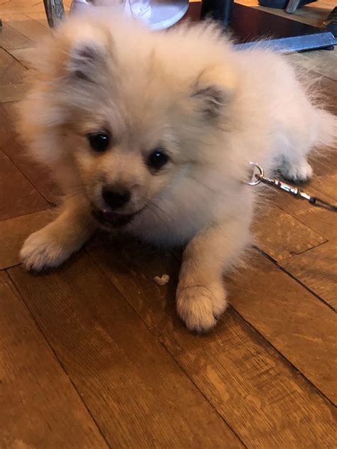 12 Week Old Pomeranian That Visited My Restaurant Today Aww