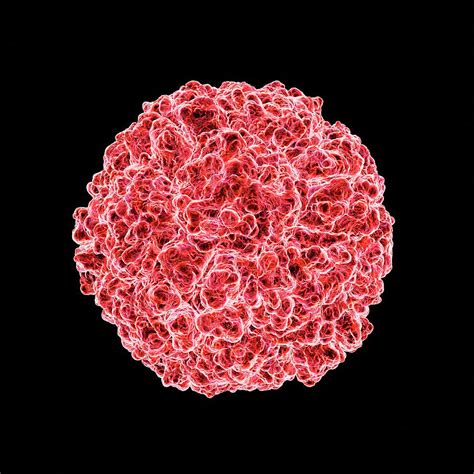 Once inside the body, rhinoviruses infect cells in the throat, nose, and airways. Human Rhinovirus Photograph by Mehau Kulyk