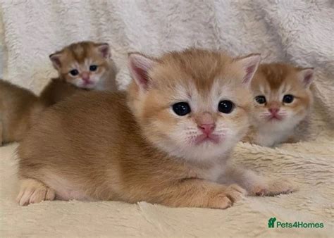 Golden British Shorthair Kittens Ludlow Pets4homes