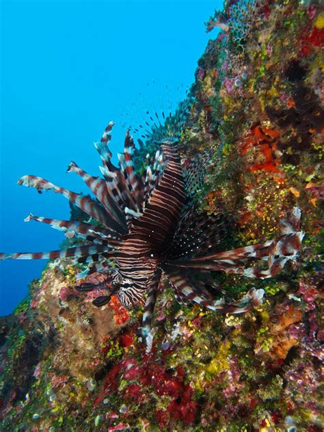 Informatsioon yonaguni jima lennujaama kohta. Yonaguni Jima | X-Ray Mag