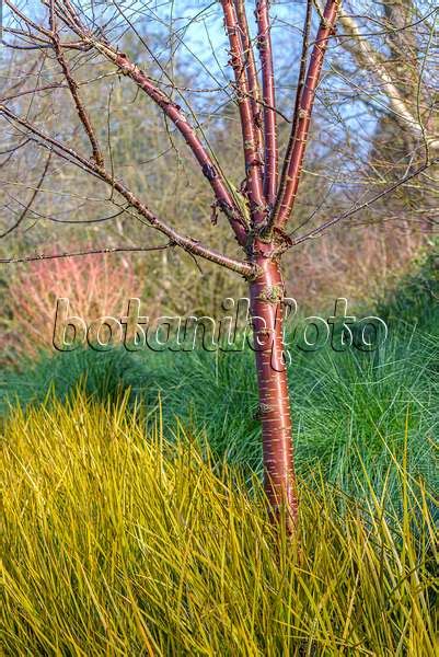 Image Paperbark Cherry Prunus Serrula 519102 Images Of Plants And