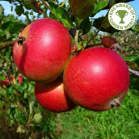 Maybe you would like to learn more about one of these? Fiesta Apple Tree AKA Red Pippin | Purchase Apple Trees Online