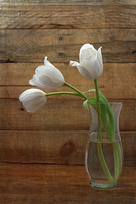White Tulips In Glass Vase Photograph By Kim Hojnacki Pixels