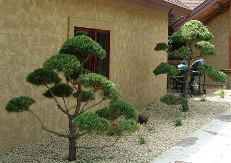 Pine Tree With Several Poms Live Topiary Trees Real Scotch Pine And