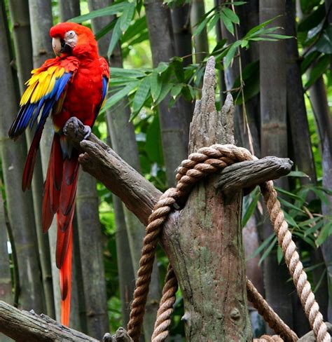 Red Macaw Parrot Tropical Bird Free Photo On Pixabay Pixabay