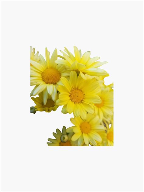 Yellow Daisies Background Removed Sticker For Sale By Designingedu