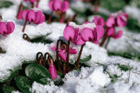 Best Plants For Winter Colour