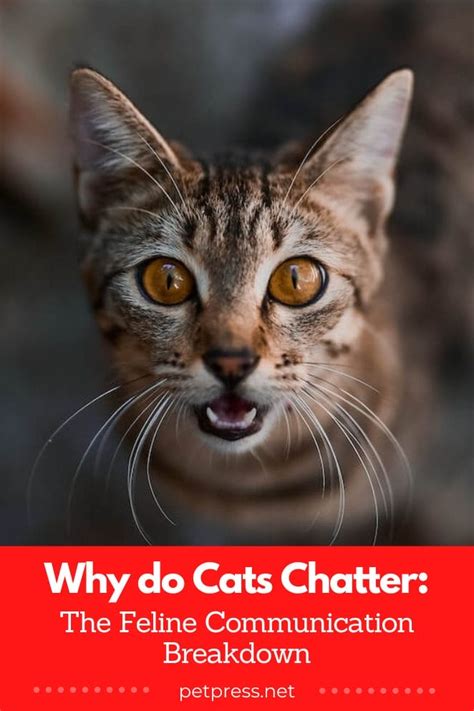 Why Do Cats Chatter The Feline Communication Breakdown