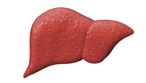 Also available for free anatomically, the liver is a meaty organ that consists of two large sections called the right and the left. The liver: Structure, function, and disease