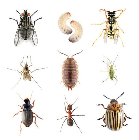 Types Of Home Pests