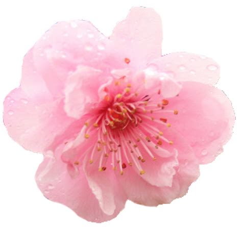 Cherry Blossom Flower Png Free Logo Image