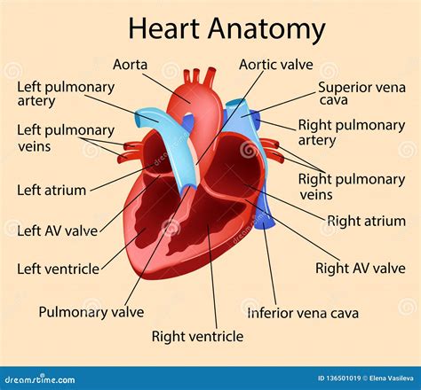 Vector Anatomical Illustration Of Heart Part Of Human Organic Stock