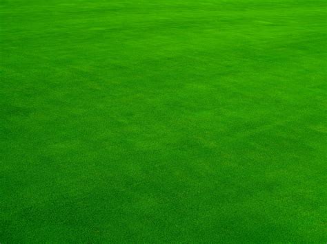 Know How To Care For Emerald Zoysia To Have A Lush Green Lawn