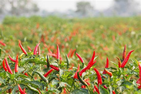Growing Hot Peppers How To Grow Chili Peppers At Home Gardening